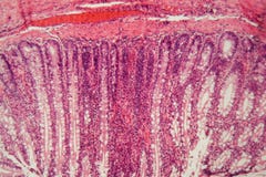 Section of a dog ciliated epithelium royalty free stock photography Section of a dog ciliated epithelium royalty free stock photography