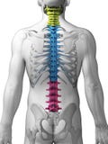 Parts Of Human Spine Stock Photos - Image: 30722603