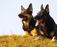 Security Dogs Stock Images