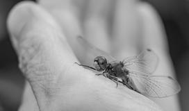 Sedili di una libellula su una mano sinistra del ` s della donna in un in bianco e nero nella macro fotografia stock Sedili di una libellula su una mano sinistra del ` s della donna in un in bianco e nero nella macro fotografia stock