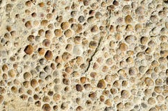 Sediment Rock With Fossilized Seashells On The Beach Stock Images Sediment Rock With Fossilized Seashells On The Beach Stock Images