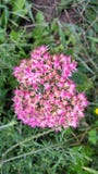 Sedum στοκ εικόνα με δικαίωμα ελεύθερης χρήσης Sedum στοκ εικόνα με δικαίωμα ελεύθερης χρήσης