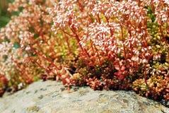 SEDUM ALBUM royalty free stock image SEDUM ALBUM royalty free stock image