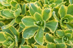 Sedum “γοητεία φθινοπώρου “ στοκ εικόνες Sedum “γοητεία φθινοπώρου “ στοκ εικόνες