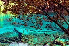 See und Bäume im Jiuzhaigou, Sichuan, China lizenzfreie stockfotografie See und Bäume im Jiuzhaigou, Sichuan, China lizenzfreie stockfotografie