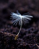 Seed In Soil Seed In Soil