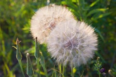 Seedhead of goat`s beard on background of grass, Tragopogon pratensis. royalty free stock photos Seedhead of goat`s beard on background of grass, Tragopogon pratensis. royalty free stock photos