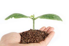 Seedling Seedling