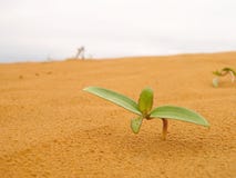 Seedling In Desert Stock Image