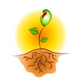 Seedling Plant Roots Clip Art