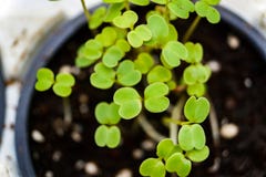 Seedlings of fresh greens, mustard royalty free stock photography Seedlings of fresh greens, mustard royalty free stock photography