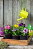 Seedlings of garden flowers in wooden crate. Hanging watering can royalty free stock images Seedlings of garden flowers in wooden crate. Hanging watering can royalty free stock images