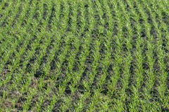 Seedlings grow out of the ground stock images Seedlings grow out of the ground stock images