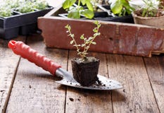 Seedlings of thyme royalty free stock photography Seedlings of thyme royalty free stock photography