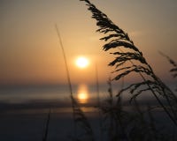 Seehafer durch das Meer lizenzfreies stockfoto Seehafer durch das Meer lizenzfreies stockfoto