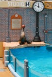 Seelöwe, der an der Seewelt durchführt lizenzfreies stockbild Seelöwe, der an der Seewelt durchführt lizenzfreies stockbild