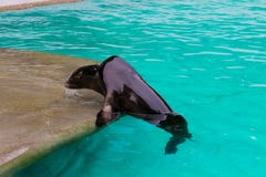 Seelöwe in einem Pool lizenzfreies stockbild Seelöwe in einem Pool lizenzfreies stockbild