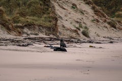 Seelöwen auf dem Strand an Otago-Halbinsel, Südinsel, Neuseeland lizenzfreie stockfotografie Seelöwen auf dem Strand an Otago-Halbinsel, Südinsel, Neuseeland lizenzfreie stockfotografie