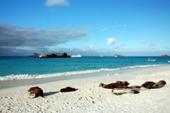 Seelöwen im Gardner Schacht, Galapagos. lizenzfreie stockbilder Seelöwen im Gardner Schacht, Galapagos. lizenzfreie stockbilder