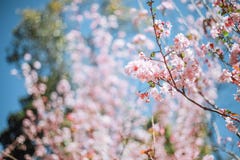 Seem?we und Kirschbl?te China-Kunming stockbilder Seem?we und Kirschbl?te China-Kunming stockbilder
