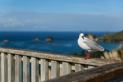 Seemöwe lizenzfreies stockfoto Seemöwe lizenzfreies stockfoto