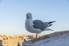 Seemöwe, die Kamera in Rom, Italien betrachtet Lizenzfreie Stockbilder Seemöwe, die Kamera in Rom, Italien betrachtet Lizenzfreie Stockbilder