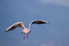 SEEMÖWE, DIE VORBEI IN DEN BLAUEN HIMMEL IM SONNIGEN WETTER FLIEGT lizenzfreie stockbilder SEEMÖWE, DIE VORBEI IN DEN BLAUEN HIMMEL IM SONNIGEN WETTER FLIEGT lizenzfreie stockbilder