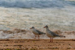 Seemöwen auf Strand lizenzfreie stockfotos Seemöwen auf Strand lizenzfreie stockfotos