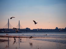 Seemöwen fliegen über eine Bucht auf dem Sonnenuntergang lizenzfreie stockbilder Seemöwen fliegen über eine Bucht auf dem Sonnenuntergang lizenzfreie stockbilder