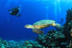 Seeschildkröte und Unterwasseratemgerät-Taucher stockbilder Seeschildkröte und Unterwasseratemgerät-Taucher stockbilder