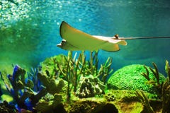 Seesteigung im blauen Wasser Die Steigung schwimmt unter Wasser stockbild Seesteigung im blauen Wasser Die Steigung schwimmt unter Wasser stockbild