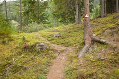 Segno rosso e bianco del percorso dipinto in una pietra dentro legno, in a Immagine Stock Libera da Diritti Segno rosso e bianco del percorso dipinto in una pietra dentro legno, in a Immagine Stock Libera da Diritti