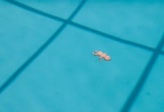 Seguridad de la piscina Seguridad de la piscina