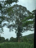 Sehr gro?er alter Baum lizenzfreies stockfoto Sehr gro?er alter Baum lizenzfreies stockfoto