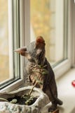 Sehr lustige kahle Katze Sphinx spielt nahe dem Fenster mit grünen Blättern lizenzfreie stockfotografie Sehr lustige kahle Katze Sphinx spielt nahe dem Fenster mit grünen Blättern lizenzfreie stockfotografie