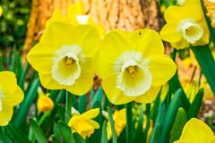 Sehr nette und schöne zwei gelbe Tulpen im Vordergrund stockfotografie Sehr nette und schöne zwei gelbe Tulpen im Vordergrund stockfotografie