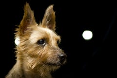 Seidiges Terrier-Hundeporträt lizenzfreies stockbild Seidiges Terrier-Hundeporträt lizenzfreies stockbild