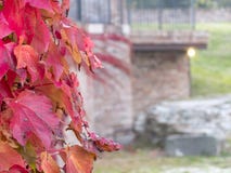 Seitennahaufnahme der Kriechpflanzenanlage mit Rotblättern und blauen Beeren I stockfotos Seitennahaufnahme der Kriechpflanzenanlage mit Rotblättern und blauen Beeren I stockfotos
