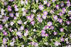 Selecteer nadrukbloemen van struik roze bloemen, royalty-vrije stock foto Selecteer nadrukbloemen van struik roze bloemen, royalty-vrije stock foto