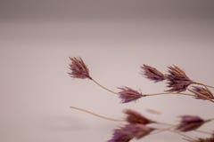 Selective focus bouquet of dried flowers on white background.Blurred and soft grass flower. stock image Selective focus bouquet of dried flowers on white background.Blurred and soft grass flower. stock image