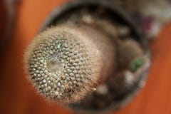 Selective focus close-up top-view shot on Golden barrel cactus stock image Selective focus close-up top-view shot on Golden barrel cactus stock image