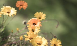 Selective Focus faded yellow and orange daisies in a meadow for. Design background Stock Images Selective Focus faded yellow and orange daisies in a meadow for. Design background Stock Images