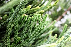 Selective focus of green branch pine xmas tree on blur background. Selective focus of beautiful green branch pine xmas tree and blur gift box, sock background Stock Images Selective focus of green branch pine xmas tree on blur background. Selective focus of beautiful green branch pine xmas tree and blur gift box, sock background Stock Images