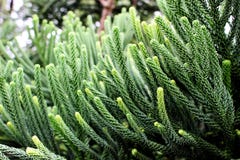 Selective focus of green branch pine xmas tree on blur background. Selective focus of beautiful green branch pine xmas tree and blur gift box, sock background Royalty Free Stock Photo Selective focus of green branch pine xmas tree on blur background. Selective focus of beautiful green branch pine xmas tree and blur gift box, sock background Royalty Free Stock Photo