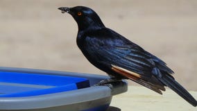 Selective Focus Photo of Black Raven on Plastic Container Royalty Free Stock Photos Selective Focus Photo of Black Raven on Plastic Container Royalty Free Stock Photos