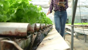 Selective focus of water pipe in Vegetable hydroponic system and farmer is holding a tablet is checking quality green oak lettuce