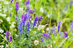 Selektiver Fokus, schöner Hintergrund von lila wilden Blumen auf einem unscharfen Hintergrund des grünen Grases Wildflowers, Wies stockfotografie Selektiver Fokus, schöner Hintergrund von lila wilden Blumen auf einem unscharfen Hintergrund des grünen Grases Wildflowers, Wies stockfotografie