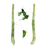 Seler na biały tle beak dekoracyjnego latającego ilustracyjnego wizerunek swój papierowa kawałka dymówki akwarela ilustracji Seler na biały tle beak dekoracyjnego latającego ilustracyjnego wizerunek swój papierowa kawałka dymówki akwarela ilustracji