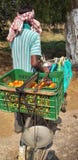 Man selling tomato roadside stock photography Man selling tomato roadside stock photography