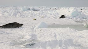 Sello recién nacido cerca de la madre en el mar blanco del hielo en Rusia almacen de metraje de vídeo Sello recién nacido cerca de la madre en el mar blanco del hielo en Rusia almacen de metraje de vídeo